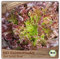 Samenliebe BIO Eichblattsalat Samen Red Salad Bowl nussiger Pflücksalat Salat rot grün 500 Samen samenfestes Gemüse Saatgut für Gewächshaus Freiland und Balkon BIO Gemüsesamen