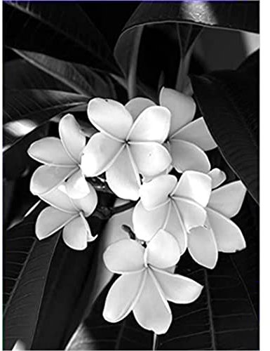 YSCOLOR Diamond Painting 5D Diamant Peinture Kits Blanc Et Noir Fleur Hortensia Perceuse Complète Perles Rondes Diamant Art Gemmes Pierre Kits De Bricolage Décoration Murale 30x40cm