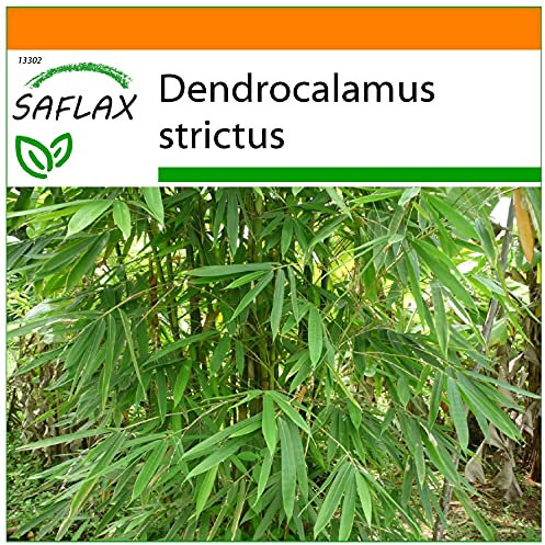 SAFLAX - Jardin dans le sac - Bambou mâle - 50 graines - Dendrocalamus strictus