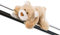 MagNICI Bär Mielo 12cm beige - Nachhaltiges Kuscheltier mit Magnet – Magnettier für Kühlschrank, Tafel, Metall & vieles mehr