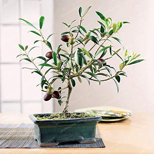 Bloom Green Co. Raro bonsai di olivo (Olea europaea) Bonsai Fresco Esotico Albero Bonsai Mini Ulivo Olivo Bonsai Arredamento da giardino Confezione da 10