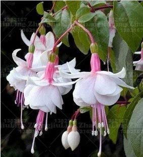 Pinkdose 180pcs Zierpflanze super rare Fuchsia, Fuchsia Pflanzen, Blumen Fuchsien Pflanze: 2