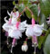Pinkdose 180pcs Zierpflanze super rare Fuchsia, Fuchsia Pflanzen, Blumen Fuchsien Pflanze: 2