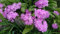 Sumpfprimel dunkelrosa, Rosen Primel 50 Samen, Primula Rosea
