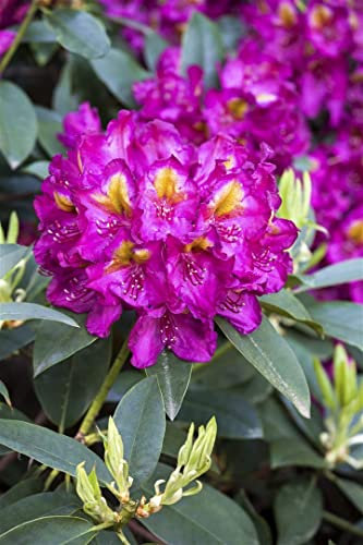 Rhododendron Hybr. 'Tamarindos' 30-40 cm - Rhododendron, rosa Blüten, Blütezeit Mai-Juni, ideal für halbschattige Standorte, immergrün, winterhart