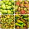 semillas resistentes del peral -peral, Frutas, plantas resistentes al aire libre. semillas de peral semillas de variedades antiguas, árboles frutales enanos planta, plantas exóticas 35pcs