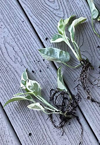 PLAT FIRM Germinazione dei Semi: Rare Variegato Epipremnum Aureum Pothos Perla Perle e Giada 2 barbatelle