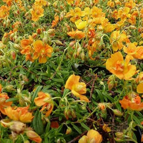 6 x Sonnenröschen 'Bronzeteppich' - Helianthemum 'Bronzeteppich': Bodendecker mit bronzeblättrigem Charme.