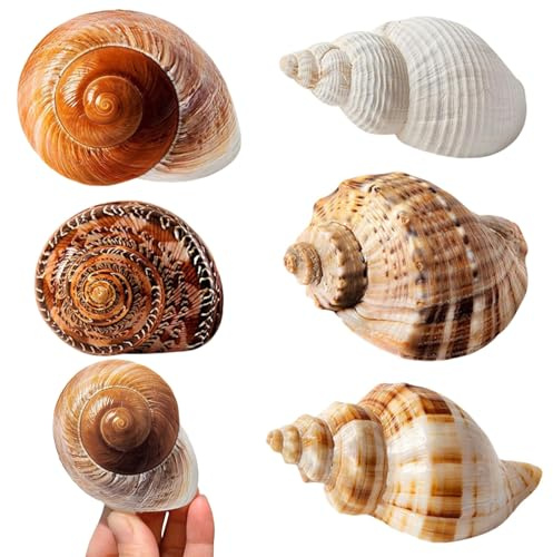 EnixwH 5 Pièces Coquillage Decoration Coquilles Saint Jacques Decoration Aquarium pour Faire des Bijoux Bricolage à Domicile Vase Remplissage Plage Thème Fête Mariage Travaux Manuels