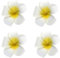 Case Cover 4pcs Frangipani Hairpin Hawaii-Blumen-Haar-klipp Barrette Tropische Hochzeit Braut Orchidee Haarspange Zubehör