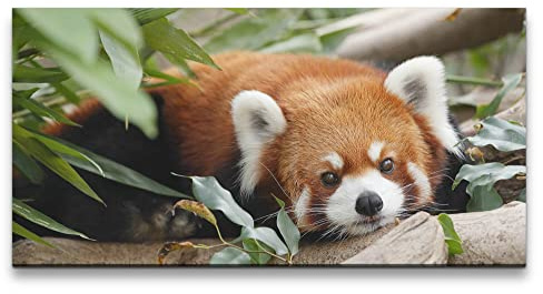 Paul Sinus Leinwandbild 120x60cm Kleiner süßer Roter Panda Niedlich Lieblich Herzlich