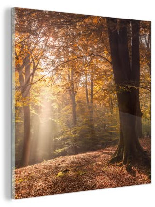 Glasbild Glasfoto Wandbild Bilder Deko 20x20 cm Herbst - Licht - Wald