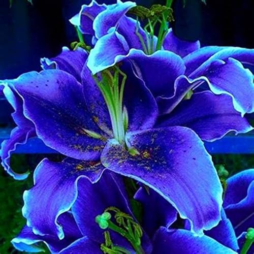 Lilium tuberi mix di cipolle,gigli in vaso,cipolle perenni,decorativi,grazia,gigli a cipolle resistenti all'inverno,ottima decorazione-2pezzo-D