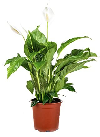 Bloomique - Spathiphyllum Torelli - Friedenslilie - Einblatt Zimmerpflanze - Zimmerpflanzen - Luftreinigend - Höhe 60-70 cm - Topf 17 cm