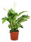 Bloomique - Spathiphyllum Torelli - Friedenslilie - Einblatt Zimmerpflanze - Zimmerpflanzen - Luftreinigend - Höhe 60-70 cm - Topf 17 cm