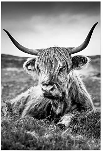 artboxONE Poster 120x80 cm Tiere Tiere Highland Cow B/W - Bild hochland Kuh blackandwhite Fotografie