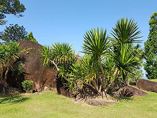 Thailändischer Drachenbaum - Dracaena cochinchinensis - 5 Frische Samen , Selten !!!