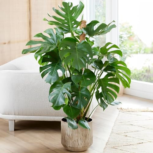 Monstera Deliciosa Swiss Cheese Plant - Air Purifying House Plant with Split Leaves - Live Tropical Monstera Plant for Indoor Home and Office (70-80cm)
