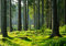 wandmotiv24 Fototapete Wald Stämme Wiese, XS 150 x 105cm - 3 Teile, Wanddeko, Wandbild, Wandtapete, Grün, Stamm, Bäume M5674