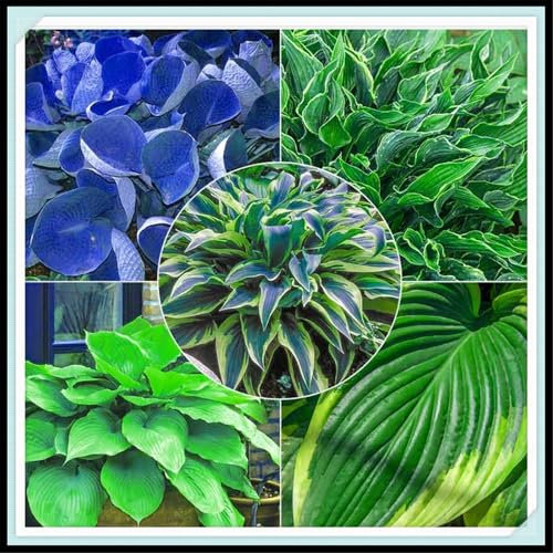 Mehrjährige Funkie, 4 Sorten, 4 Hybrid-Funkien-Mix, großblättrige Pflanzen. Winterharte wurzelnackte Stauden (Samenzwiebeln)-4zwiebeln-G