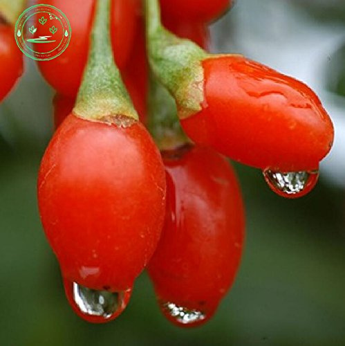 Goji Beere Bocksdornfrucht Samen Ning Xia CHINESE Bocksdorn Gojiberry Lycium Chinense Super Grade New Harvest Seeds 40 Stück g36