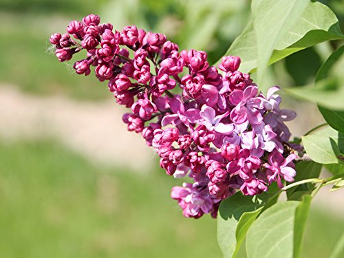 Flieder lila Blüte 'Charles Joly' - Syringa vulgaris Charles Joly Containerware - 40-60 cm - Garten von Ehren®