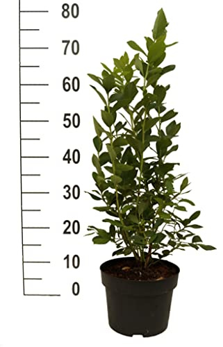 Heidelbeere `Jersey´, Vaccinum corymbosum, ca. 60-80cm im 3LTopf
