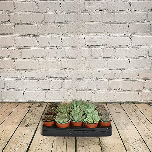 All Occasions, 20 Mixed Succulents, 6cm Real Indoor Succulents for Home, Bedroom, Kitchen and Living Room, Perfect for Clean Air, Delivered Next Day Prime