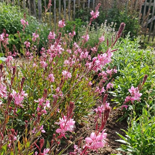 Bloomique - 6er - Set - Gaura Lindheimeri ‘Siskiyou Pink’ - Prachtkerze - Reichblühend - Winterhart - Mehrjährig - Höhe 10-20 cm - Topf 9 cm