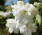 Bauern-Jasmin`Schneesturm´, Philadelphus coronarius, mehrtriebig, 60-80cm im 5L-Topf