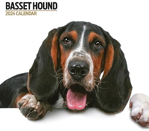 Basset Hound Modern Kalender 2024