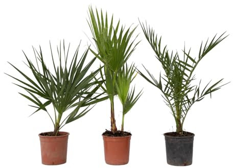 Plant in a Box - Palmiers d'extérieur - Mélange de 3 plantes - Pot 15cm - Hauteur 50-70cm