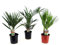 Plant in a Box - Palmiers d'extérieur - Mélange de 3 plantes - Pot 15cm - Hauteur 50-70cm