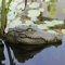 Makamsui Teich schwimmender Krokodilkopf Lockvogel Realistischer schwimmender Krokodilkopf Streich Fake Krokodilkopf Lockvogel Krokodil für Gans, Reiher, Entenbekämpfung, Pool, Garten und Terrasse