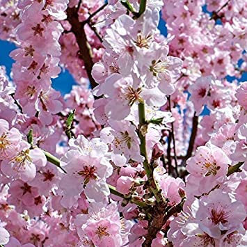 Semi e Aziende Agricole - 20 Albero di ciliegio giapponese Semi Pink Cloud Oriental dolce Prunus serrulata Fiore:Graines