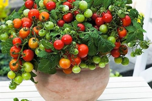 Profi F1-Tomatenpflanzen (2er Set) – Exklusive Gourmet-Sorten zur Auswahl – Maximale Resistenz & Höchstertrag – Kräftige Jungpflanzen im 11cm Topf (Veranda - Die kompakte Balkontomate)
