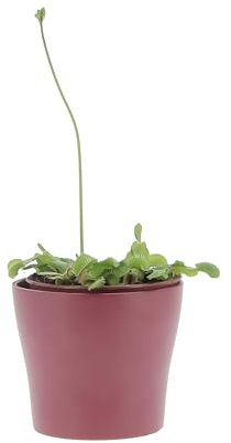 KENTIS - Dionaea Muscipula - Venere Acchiappamosche - Pianta Carnivora Vera Mangia Insetti - Piante Antizanzare da Esterno - Vaso Ø 12 cm
