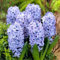 Bulbi Di Giacinto Petali Di Giacinto Carini La Ricca Fragranza Del Giacinto Fa Sentire Felici Le Persone I Giacinti Sono Fiori Da Giardino Perenni Straordinariamente -4bulbs-B