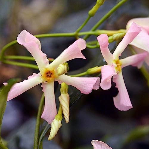 YouGarden Trachelospermum asiaticum Rose, Star Jasmine, Established Plant in 9cm Pot, Scented Climbing Garden Colour, Evergreen
