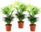 Plant in a Box - Chamaedorea elegans - Set di 3 - piante da appartamento - Vaso 12cm - Altezza 30-40cm - palma nana