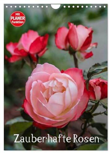 Zauberhafte Rosen (Wandkalender 2026 DIN A4 hoch), CALVENDO Monatskalender: Mit Rosen durchs Jahr. (CALVENDO Natur)