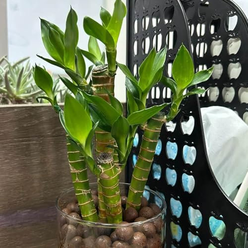 30 pcs GlüCksbambus Bonsai Samen - Lucky Bamboo - bonsai topf, winterharte stauden dauerblüher Glücksbambus Pflanze Echt Samen, exotische zimmerpflanzen bonsai baum echt, seed zimmerpflanzen
