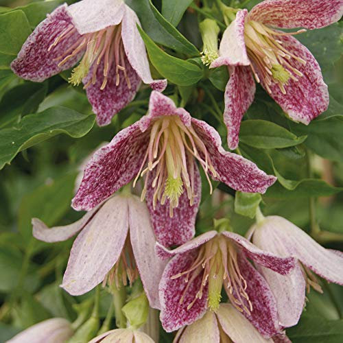 Clematis 'Advent Bells' Old Man's Beard 2X 7cm Pot by Thompson and Morgan (2)