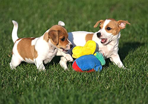 CALVENDO Poster 42,0 x 29,7 cm Querformat Jack Russel Welpen, Poster DIN A3 quer| Bilder, Kunstdruck, Wandbild, Wanddeko, Prints ohne Rahmen