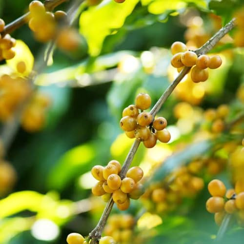 Kaffeepflanze samen - winterharte kübelpflanzen kräuter samen gartenpflanzen kaffeebohnen samen zimmerpflanze kräutersamen baum pflanzen garten pflanzensamen kaffee bohnen samen 30pcs