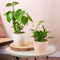 2 x Ensemble de Plantes d'Intérieur - Paire de Monstera et Spathiphyllum - Mélange de Plantes avec Philodendron à Feuilles Fendues et Lys de la Paix, Grandes Plantes d'Intérieur Réelles.