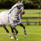 LeMieux Fliegendecke Kudos Gladiator Grau 145 cm - 145 cm - Grau