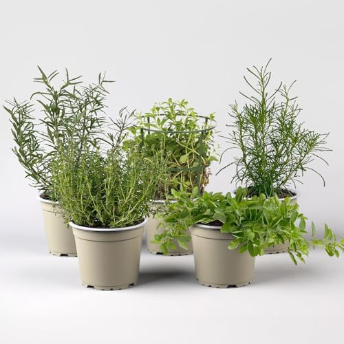 Bio Grillkräuter-Set, Topf-Ø 12cm, 5 Pflanzen