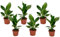 Plant in a Box - Strelitzia Reginea - Set de 6 - Plante oiseau du paradis - Plante verte interieur vivante exotiques d'interieur - Pot 9cm - Hauteur 25-40cm