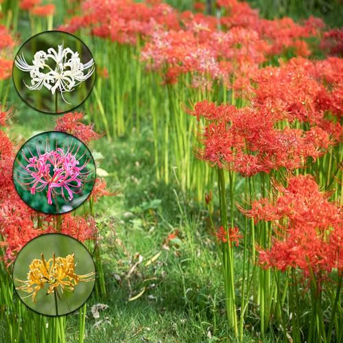 16 pcs spinnenlilie winterhart zwiebeln, winterfeste pflanzen für balkon bienenfreund Lycoris Radiata - blutblume zwiebel pflanze pflanzenkübel zwiebel frühlingsblumen zwiebeln blumenzwiebeln